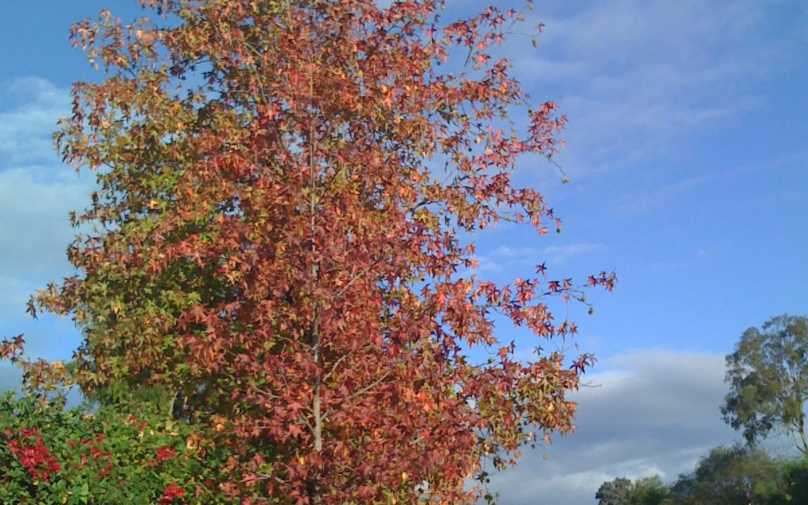Autumn foliage beside Niguel Road in Laguna Niguel.
